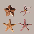 Various Colored Ceramic Starfish Decorative Items With Unique Shapes For Home Decor