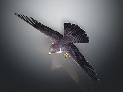 Falcon Flying With Spread Wings In Mid Air Against Gray Background 3d model