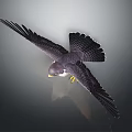 Falcon Flying With Spread Wings In Mid Air Against Gray Background