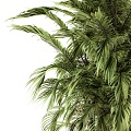 green palm tree 3d model