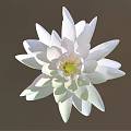 White Lotus Flower with Layered White Petals and Yellow Stamens in Dark Background