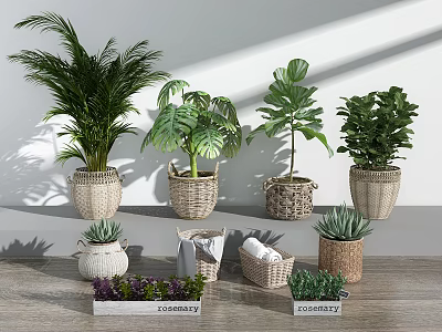 Various Potted Plants of Different Sizes in Wicker Baskets on Wooden Surface 3d model