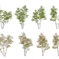 Arbor Trees With Green And Yellow Leaves In Different Seasonal Forms