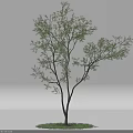 Arbor with Lush Green Leaves and Strong Trunk Growing on Green Grass