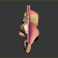 3D Human Ear Anatomy Structure With Inner Middle And Outer Components