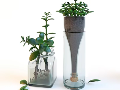 Bonsai Potted Plants in Glass Containers with Visible Roots Gray Cover and Green Leaves 3d model