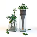 Bonsai Potted Plants in Glass Containers with Visible Roots Gray Cover and Green Leaves