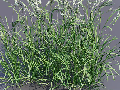 Lush Green Grass With Feathery White Flowers In Natural Garden Environment 3d model