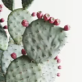 Bonsai Potted Cactus Plants with Red Fruits in Concrete Pots on Wooden Legs Stand