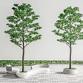 Modern Tree Pool Landscape Tree 3d model