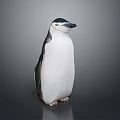 Penguin With White And Black Feathers Standing On Shiny Surface Against Gray Background