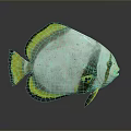 Colorful White and Yellow Fish with Round Body Yellow Fins and Shiny Scales