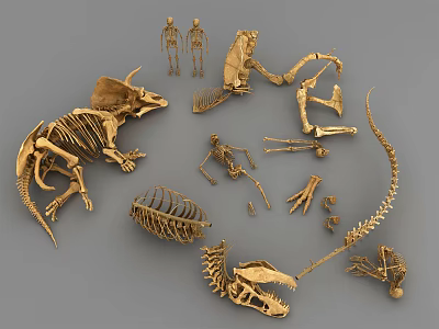 Modern Bone Skeleton Skeleton Skeleton Skeleton Skeleton Fossil Dinosaur 3d model