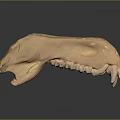 Medical Device Canine Skull Mandible Model With Detailed Dental Structure For Anatomical Teaching