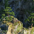 Natural Garden Landscape With Rocky Terrain Pine Trees And Mossy Surfaces