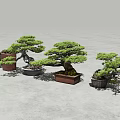 Bonsai Plants Display With Various Shapes And Different Ceramic Pots 3d model