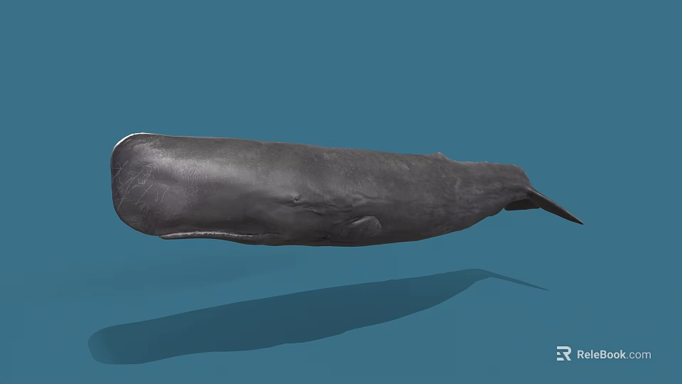 Realistic Gray Whale Aquatic Animal Model On Blue Background With Shadow 3d model 
