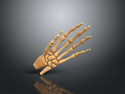 Realistic 3D Rendered Brown Hand Skeleton Model With Gradient Gray To Black Background Reflection 3d model