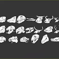 White Outlined Animal Skull Specimens Arranged Neatly in Display Rows on Dark Background