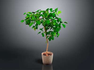 Green Potted Plant With Lush Green Leaves In Light Colored Pot On Gray Background 3d model