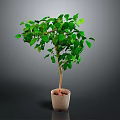 Green Potted Plant With Lush Green Leaves In Light Colored Pot On Gray Background