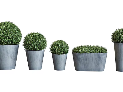 Bonsai Potted Plants With Round Shaped Green Foliage In Gray Planters Of Various Sizes 3d model
