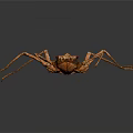 Brown Praying Mantis With Long Thin Legs And Textured Body On Dark Background