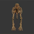 Complete Dinosaur Skeleton with Detailed Bone Structure on Black Background