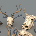 Diverse Reptile Skeleton Collection With Skulls Spines Ribs And Bone Pieces