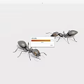 Two Reptiles On White Background Displaying Physical Features And Natural Traits