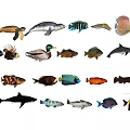 Collection of Diverse Aquatic Animals Featuring Turtles Seals Dolphins Sharks and Fish