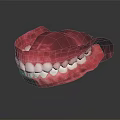 Dental Model of Human Jaw with Teeth and Gums Structure Anatomy