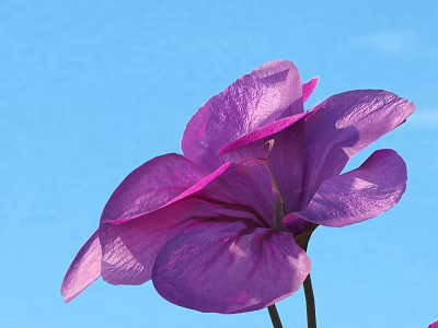 Vibrant Purple Geranium Flower With Delicate Petals Against Clear Blue Sky 3d model