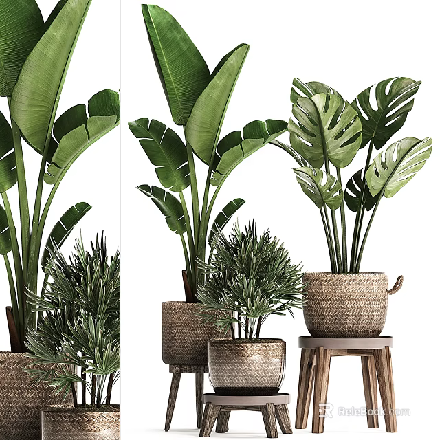Tropical Potted Plants with Lush Green Leaves in Woven and Terracotta Pots on Wooden Stools 3d model 