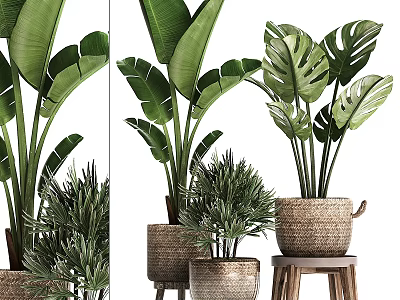 Tropical Potted Plants with Lush Green Leaves in Woven and Terracotta Pots on Wooden Stools 3d model