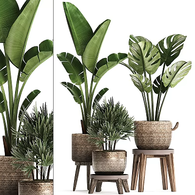 Tropical Potted Plants with Lush Green Leaves in Woven and Terracotta Pots on Wooden Stools 3d model