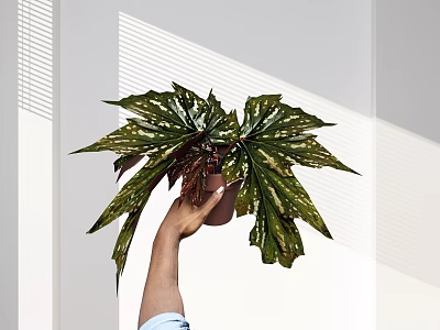 Green White Variegated Large Leaf Potted Plant Held by Hand in Sunlit Room with Shadows 3d model