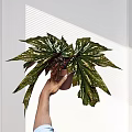 Green White Variegated Large Leaf Potted Plant Held by Hand in Sunlit Room with Shadows