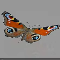 Vibrant Colorful Orange Butterfly With Blue Red Eye Spots On Beautiful Open Wings