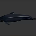 Sleek Dark Blue Dolphin With Smooth Skin Swimming In Deep Ocean Water