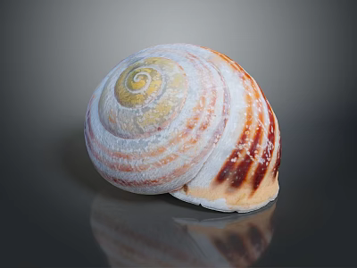 Vibrant Striped Marine Seashell Featuring White Orange Brown Spiral Pattern On Dark Background 3d model