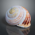 Vibrant Striped Marine Seashell Featuring White Orange Brown Spiral Pattern On Dark Background