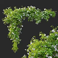 Lush Vines With White Flowers And Green Leaves On White Background