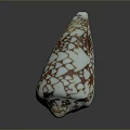 Conch Shell With White Background And Brown Crack Like Patterns On Dark Surface Showing Reflection 3d model
