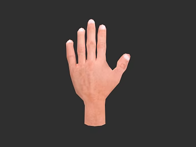 Realistic 3D Rendered Detailed Human Hand With Natural Skin Texture And Extended Fingers 3d model