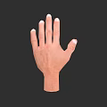Realistic 3D Rendered Detailed Human Hand With Natural Skin Texture And Extended Fingers