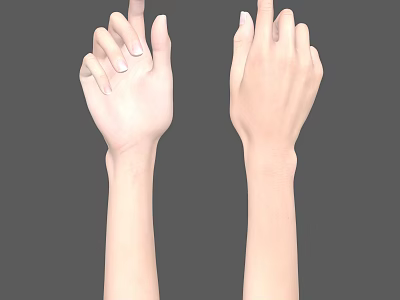 Detailed Human Arms and Hands with Fingers Pointing Up in Neutral Gray Background Anatomical Model 3d model