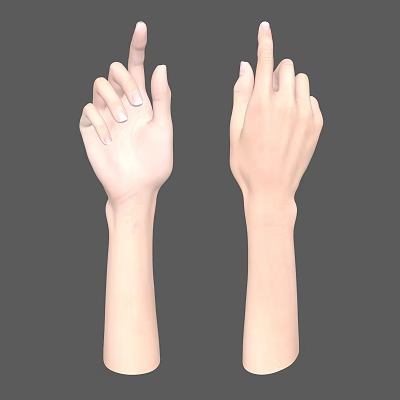 Detailed Human Arms and Hands with Fingers Pointing Up in Neutral Gray Background Anatomical Model 3d model