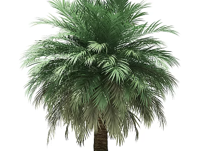 Palm Tree With Lush Green Feathery Fronds And Tall Brown Trunk 3d model