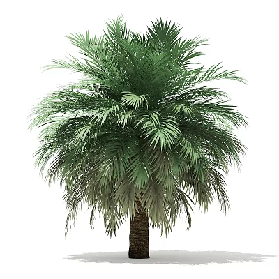 Palm Tree With Lush Green Feathery Fronds And Tall Brown Trunk 3d model